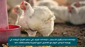 <p><strong>استقرار الأسعار..</strong> تعرف على سعر الفراخ البيضاء في بورصة الدواجن اليوم مع تفاصيل البيع للمزرعة والمستهلك.</p>